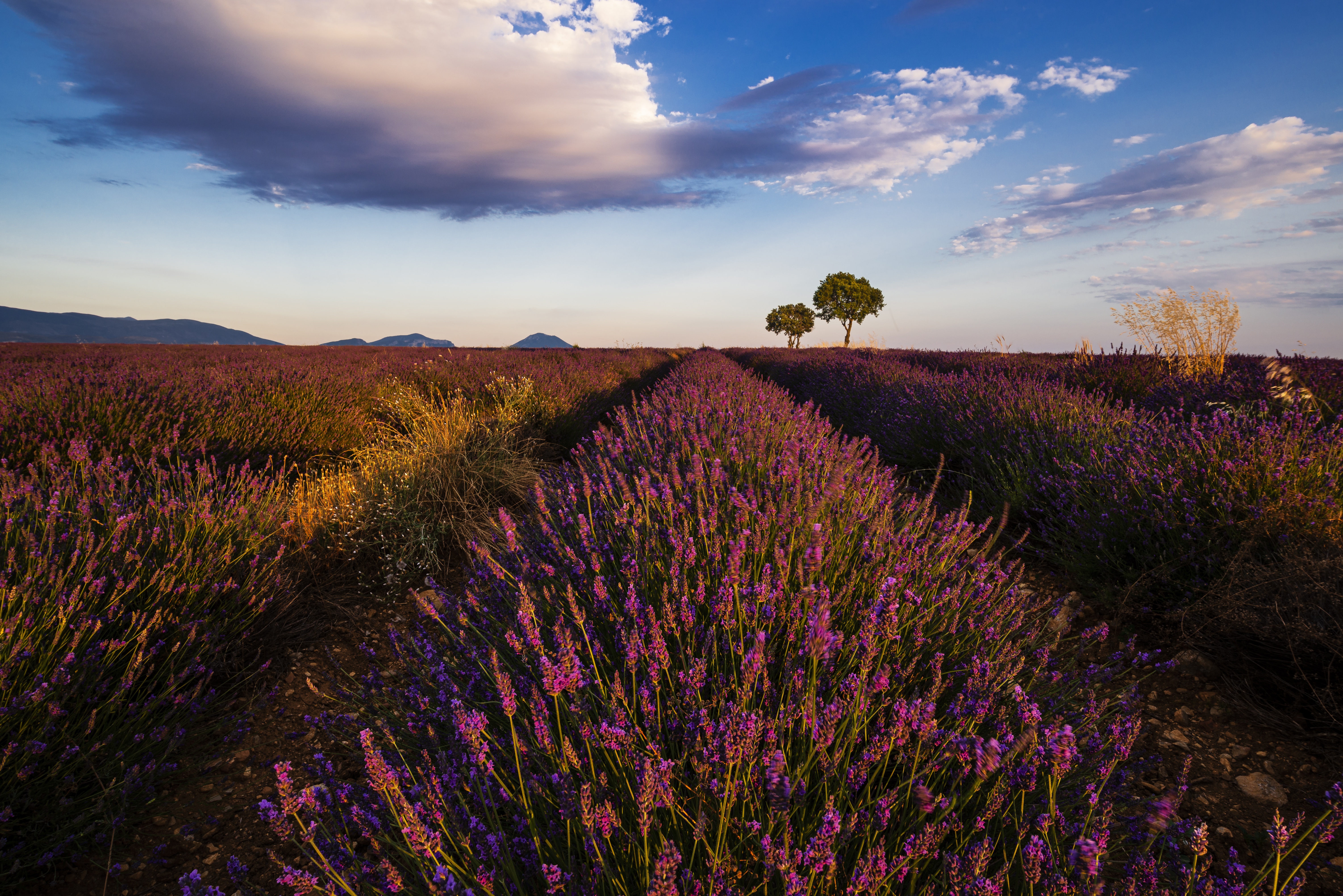 Nature Lavande Fond d'écran HD | Image