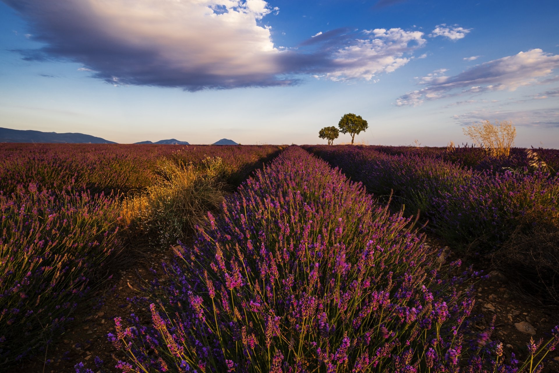 Lavender field at sunset under an expansive sky, rows of purple blooms leading to two trees on the horizon, 5K Ultra HD PC desktop wallpaper and background.