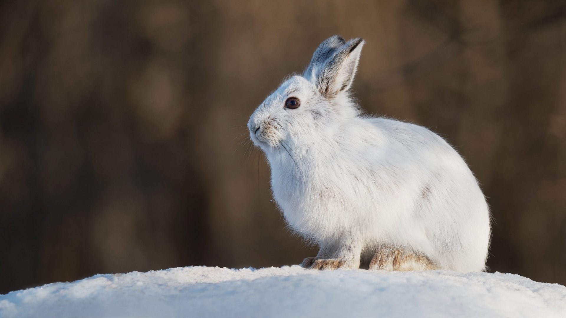 Download Animal Hare HD Wallpaper