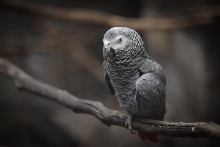 Animal African Grey Parrot HD Desktop Wallpaper | Background Image