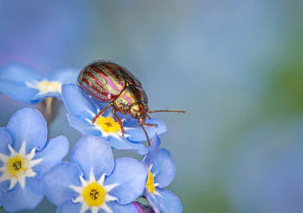 Animal beetle HD Desktop Wallpaper | Background Image