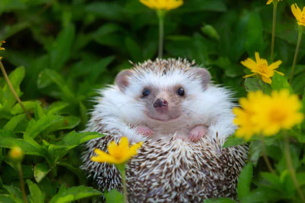 Animal hedgehog HD Desktop Wallpaper | Background Image
