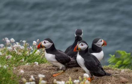 Animal puffin HD Desktop Wallpaper | Background Image