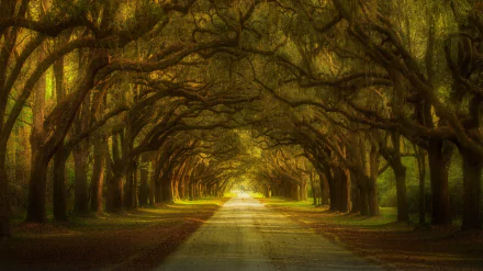 A picturesque nature trail winding through lush greenery, suitable as an HD desktop background.