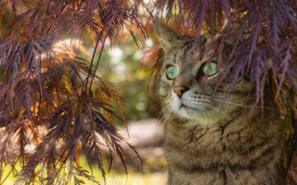 tabby cat Animal cat HD Desktop Wallpaper | Background Image