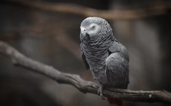 Animal African Grey Parrot HD Desktop Wallpaper | Background Image