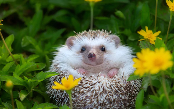 Animal hedgehog HD Desktop Wallpaper | Background Image