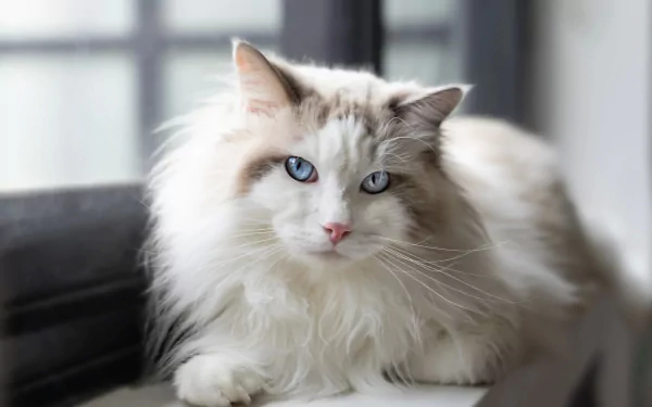 HD desktop wallpaper featuring a fluffy ragdoll cat with striking blue eyes resting by a window, showcasing its soft fur and calm expression.