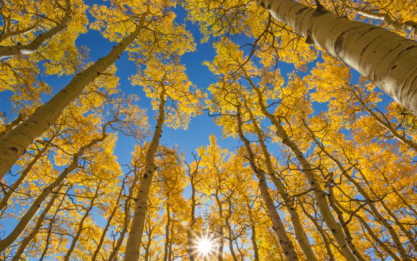  The aspen canopy along Last Dollar Road near Telluride, Colorado by Grant Ordelheide