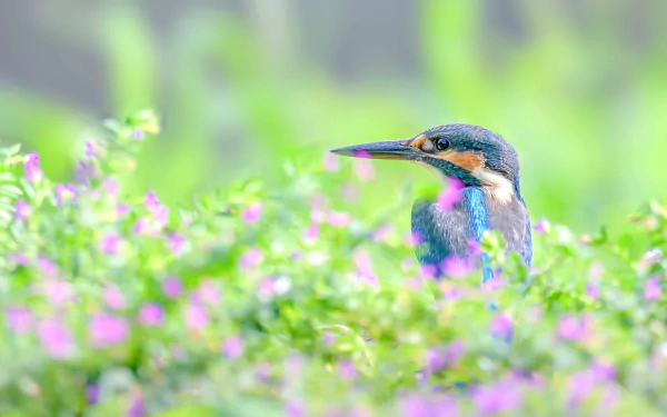 Animal kingfisher HD Desktop Wallpaper | Background Image