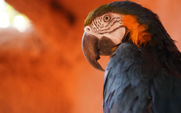 Animal Blue-and-yellow Macaw HD Desktop Wallpaper | Background Image