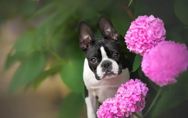 Animal Boston Terrier HD Desktop Wallpaper | Background Image