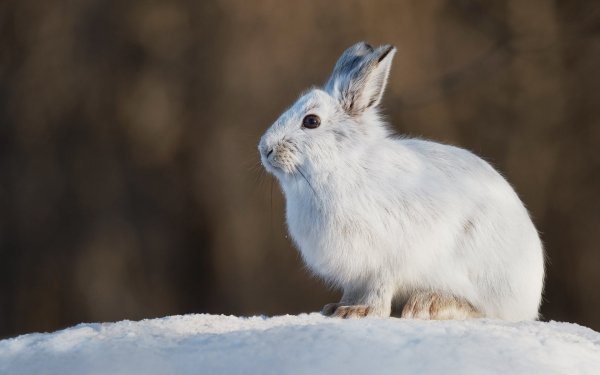 Animal Hare HD Wallpaper | Background Image