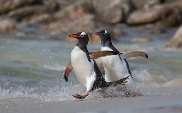 A playful penguin waddling on ice.