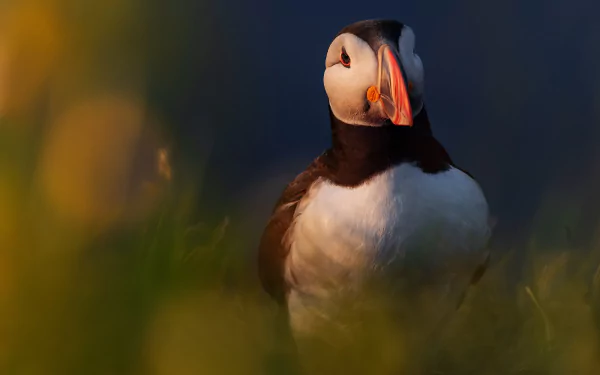 Animal puffin HD Desktop Wallpaper | Background Image