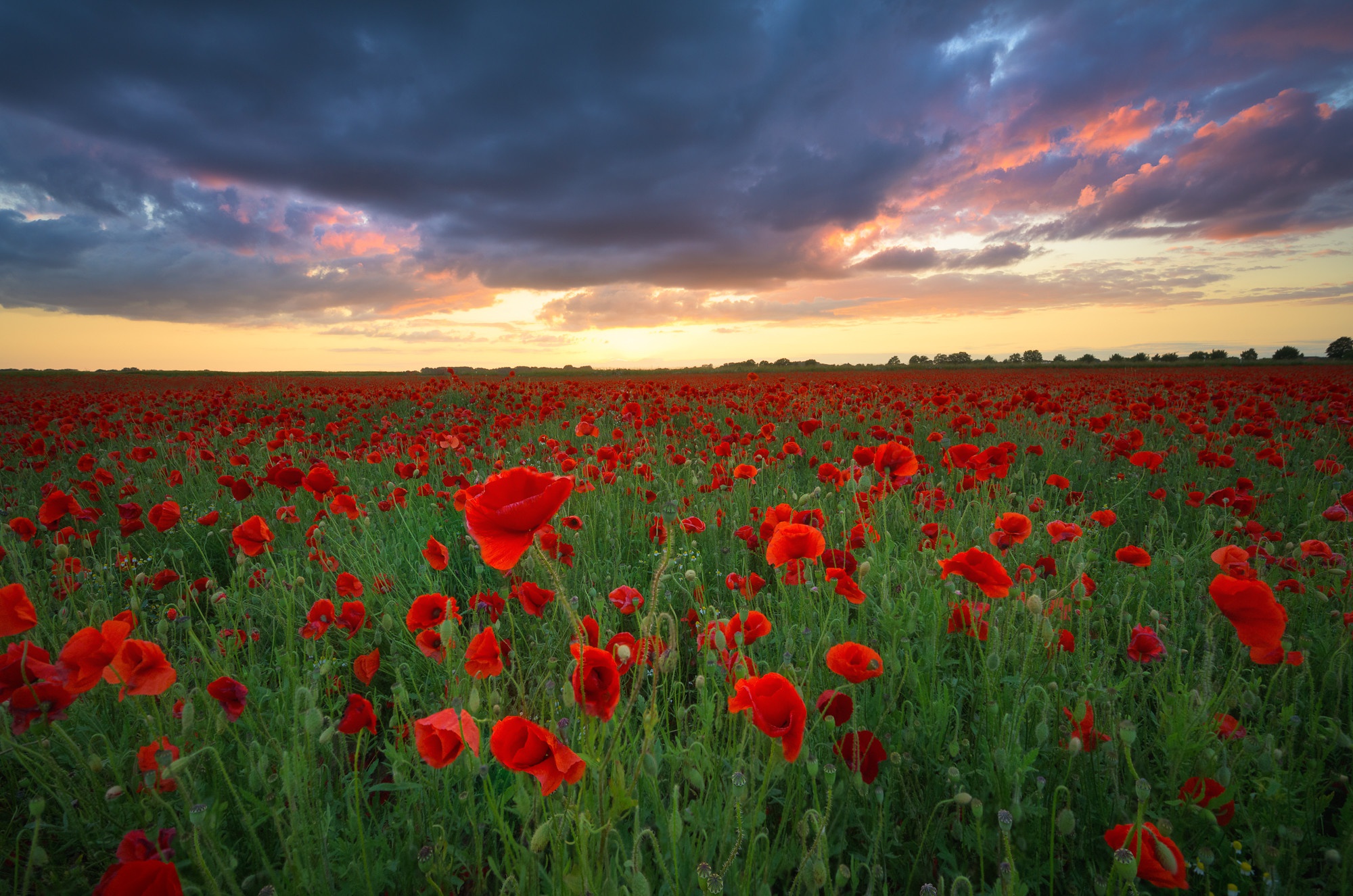 920+ Poppy HD Wallpapers and Backgrounds