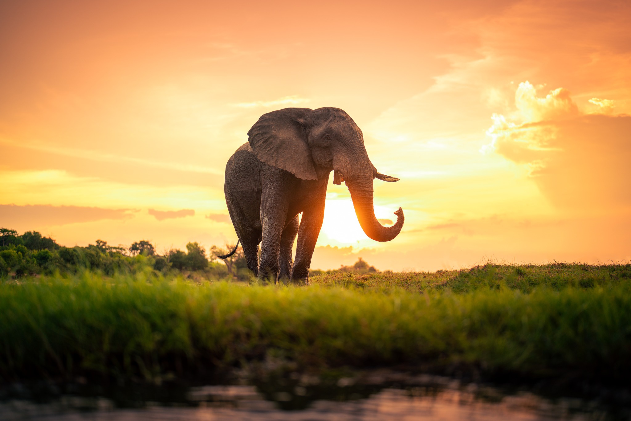 Animal Elephant HD Wallpaper | Background Image