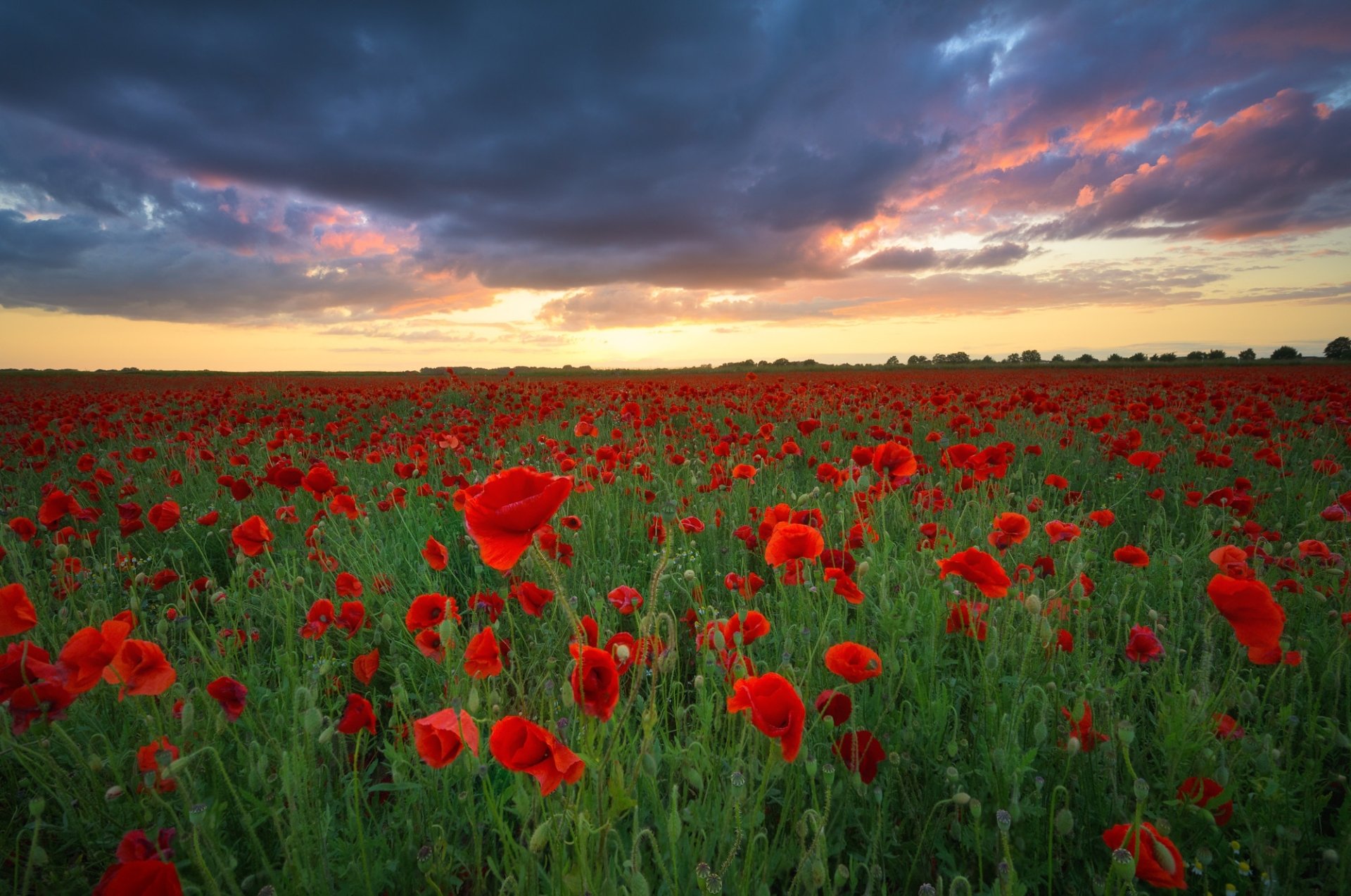 Download Nature Poppy HD Wallpaper