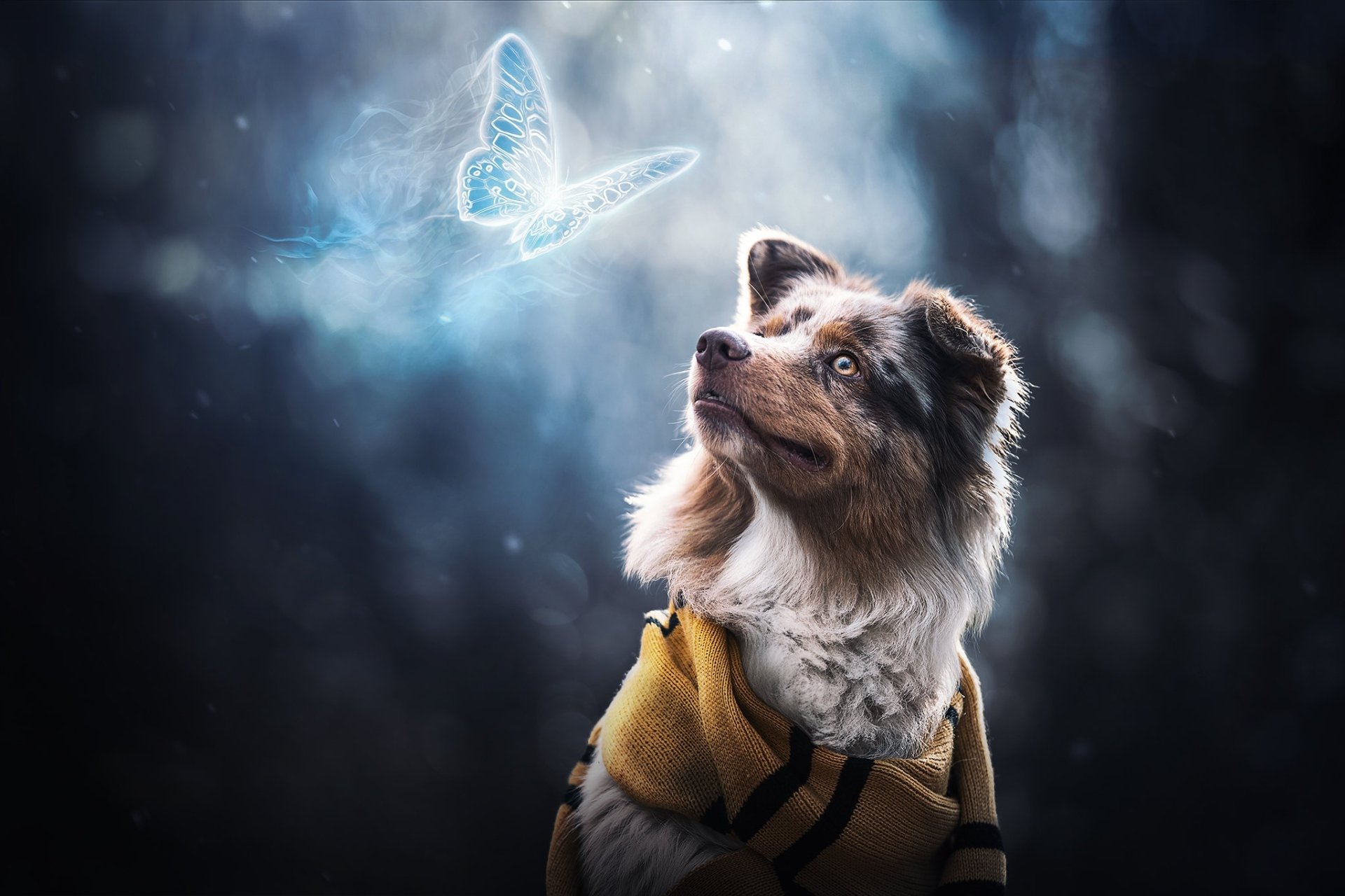 Download Animal Dog HD Wallpaper | 2048x1365 | Wallpaper Abyss