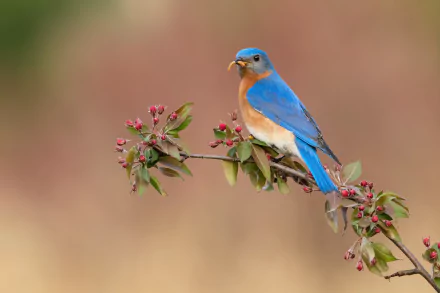A vibrant bluebird perched on a blossoming branch, captured in stunning 4K Ultra HD detail as a PC desktop wallpaper background.