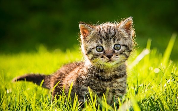 Animal Cat Cats Kitten HD Wallpaper | Background Image
