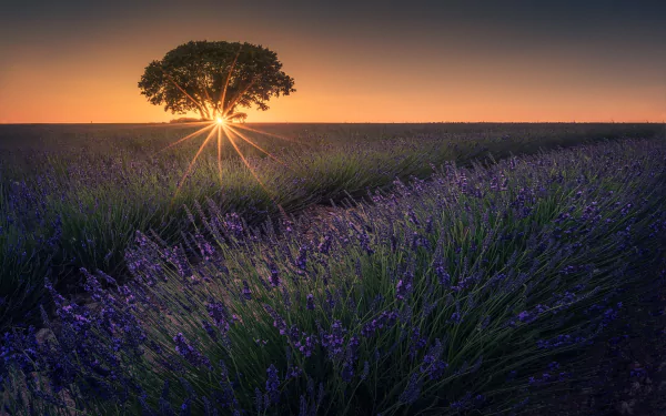 nature lavender HD Desktop Wallpaper | Background Image
