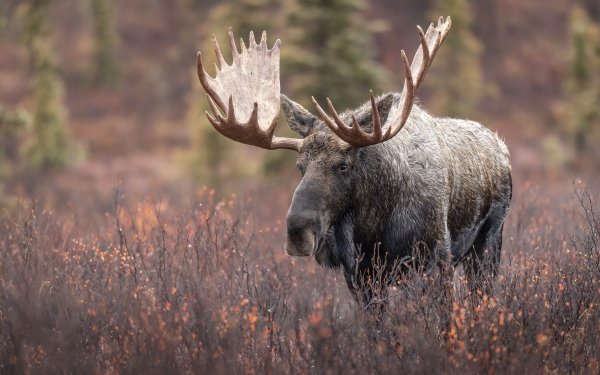 Animal Moose HD Wallpaper | Background Image