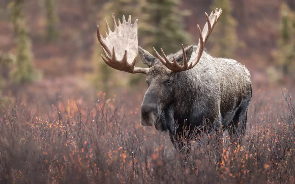 Animal moose HD Desktop Wallpaper | Background Image
