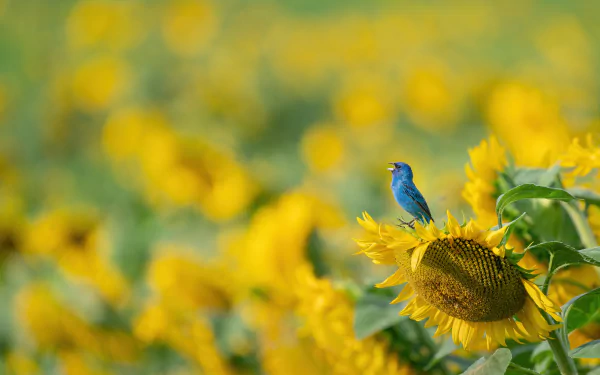 sunflower Animal Indigo Bunting HD Desktop Wallpaper | Background Image