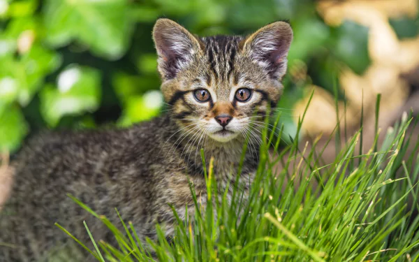 kitten Animal cat HD Desktop Wallpaper | Background Image