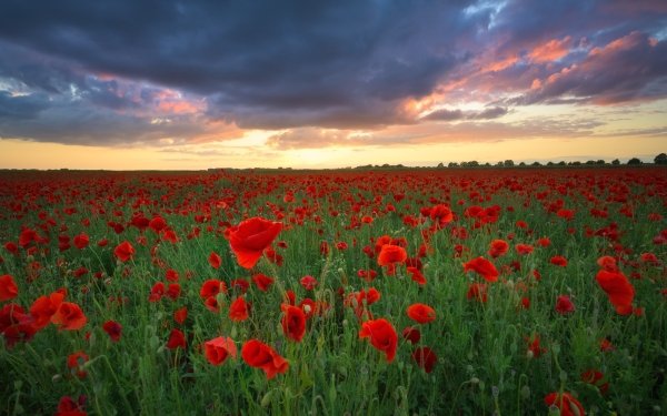 Earth Poppy Flowers HD Wallpaper | Background Image