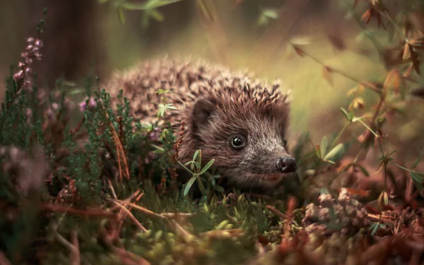 Animal hedgehog HD Desktop Wallpaper | Background Image