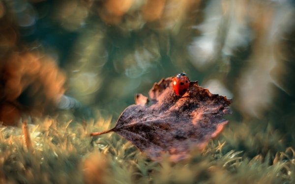 Animal Ladybug Bokeh HD Wallpaper | Background Image