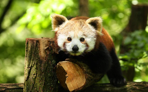Animal red panda HD Desktop Wallpaper | Background Image