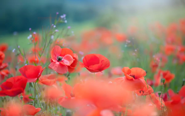 nature poppy HD Desktop Wallpaper | Background Image