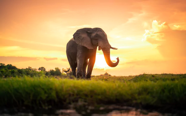 Animal elephant HD Desktop Wallpaper | Background Image