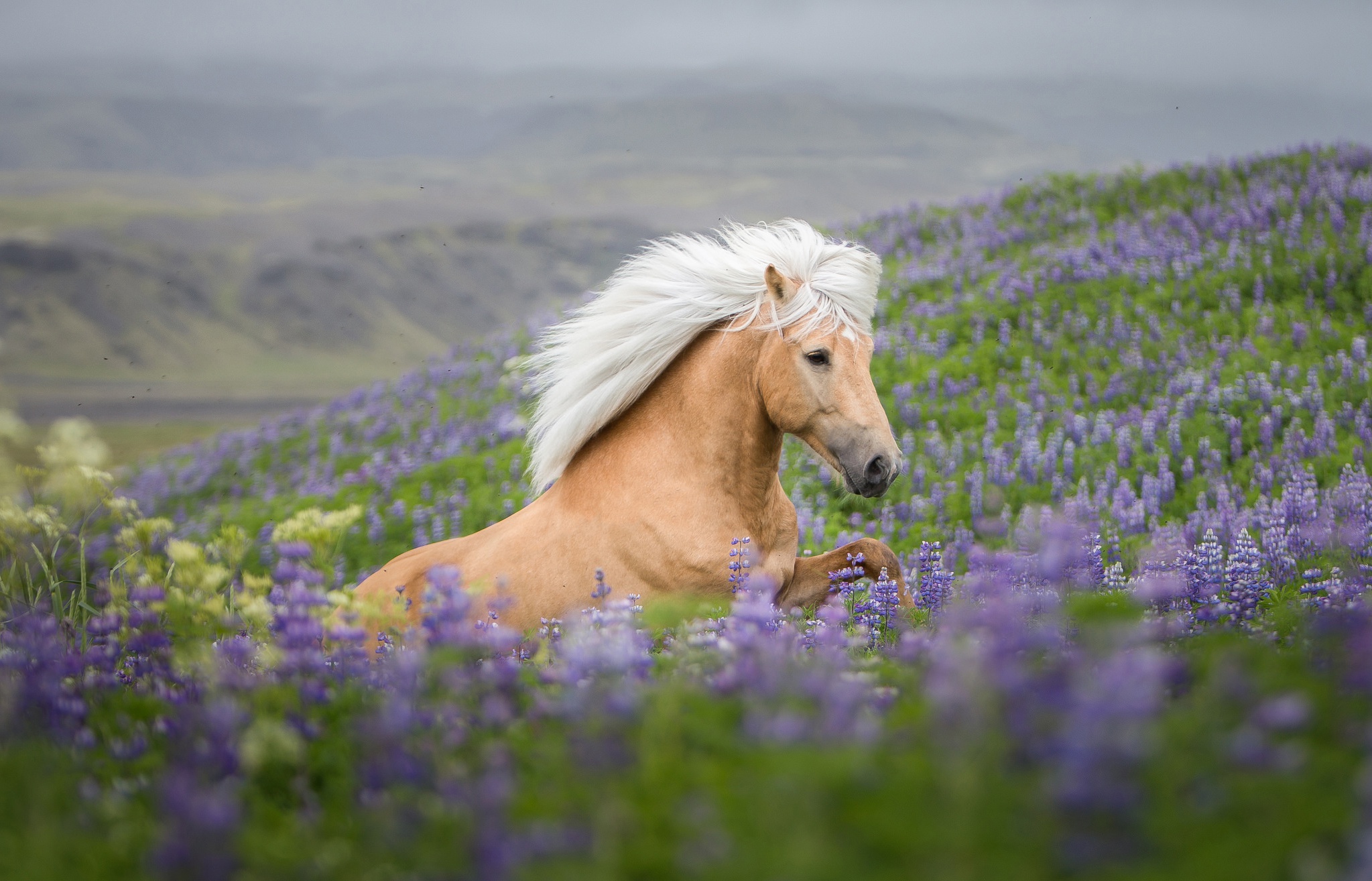 Красивые пейзажи с лошадьми фото