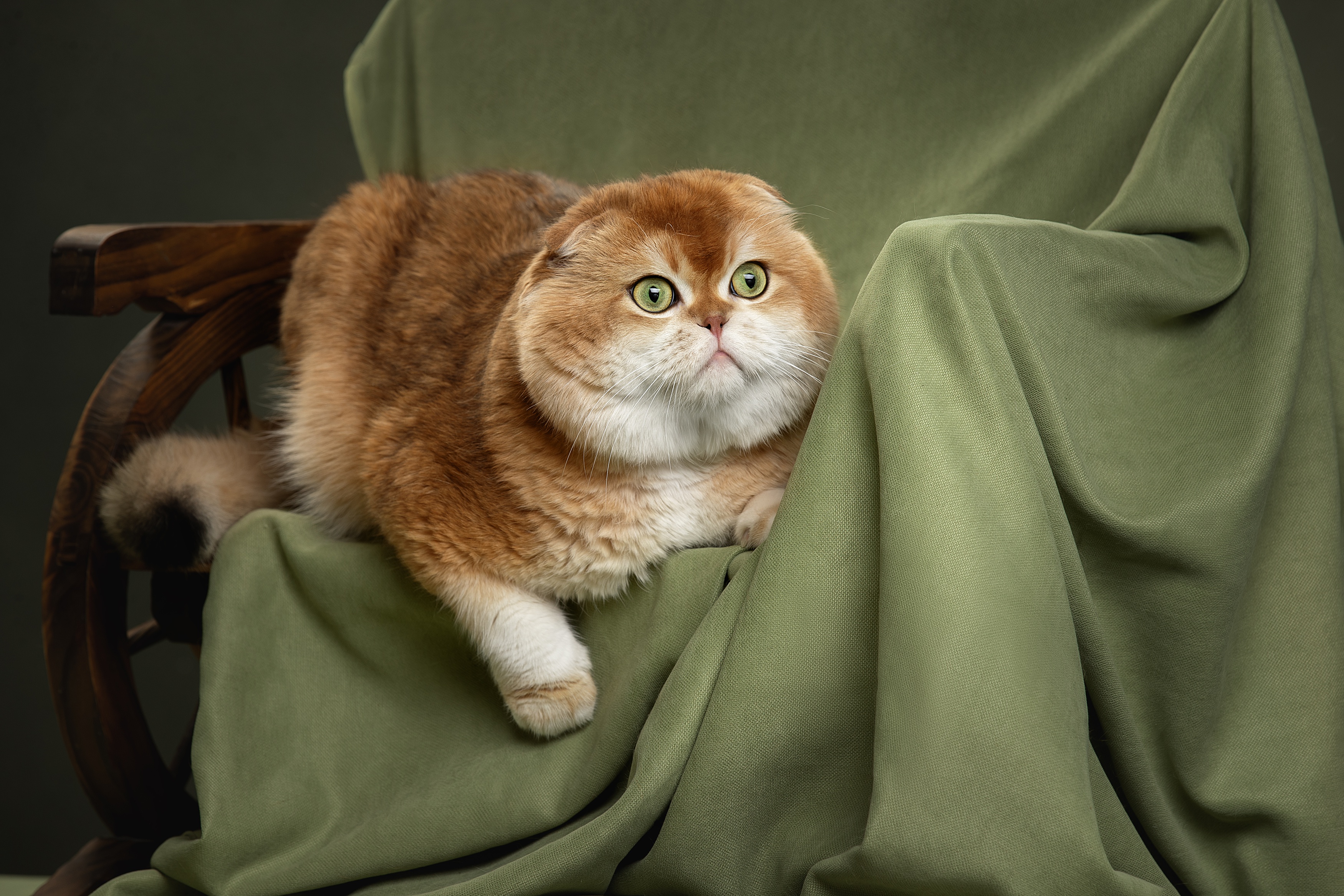 Коричневый шотландский вислоухий