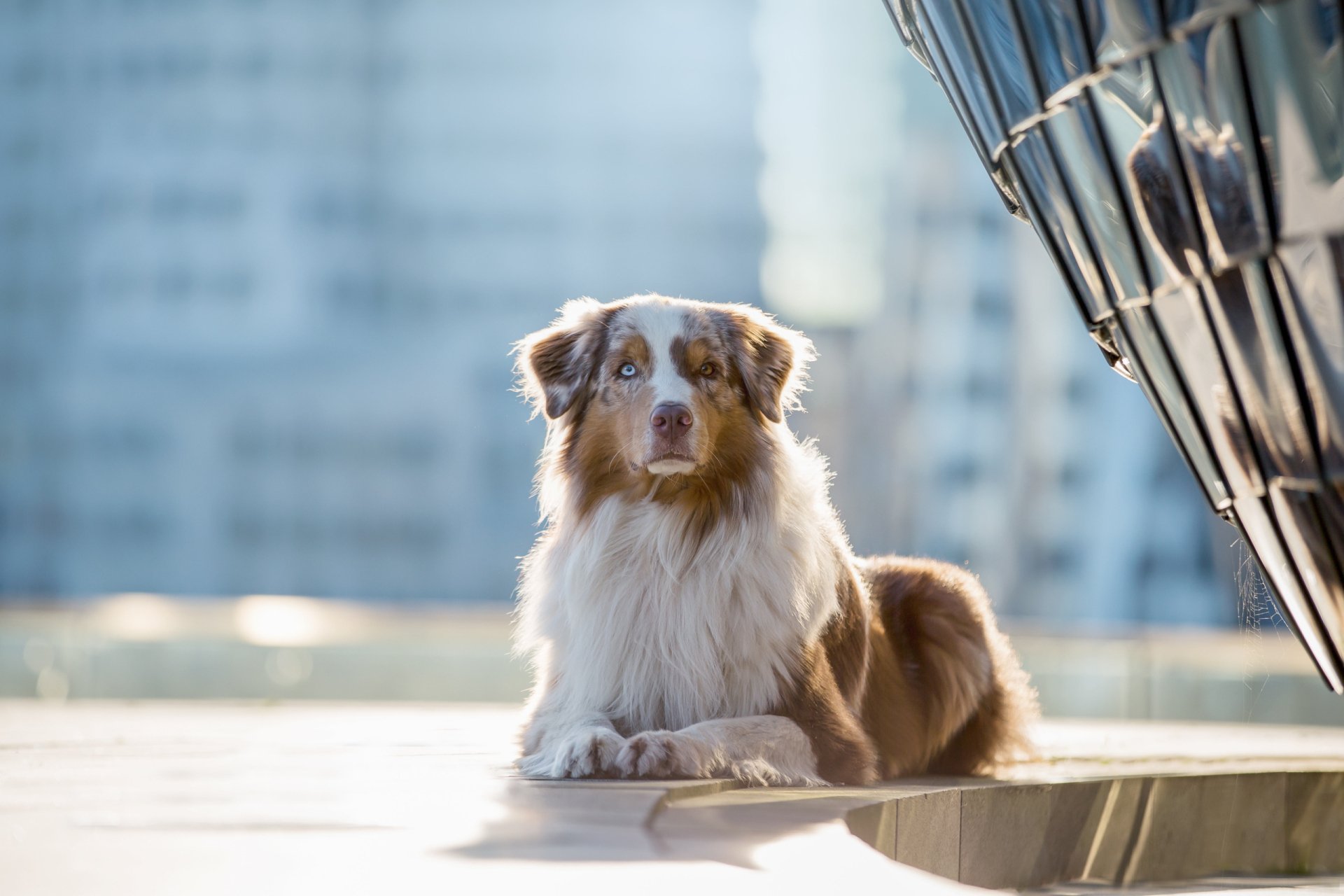 Download Animal Australian Shepherd HD Wallpaper