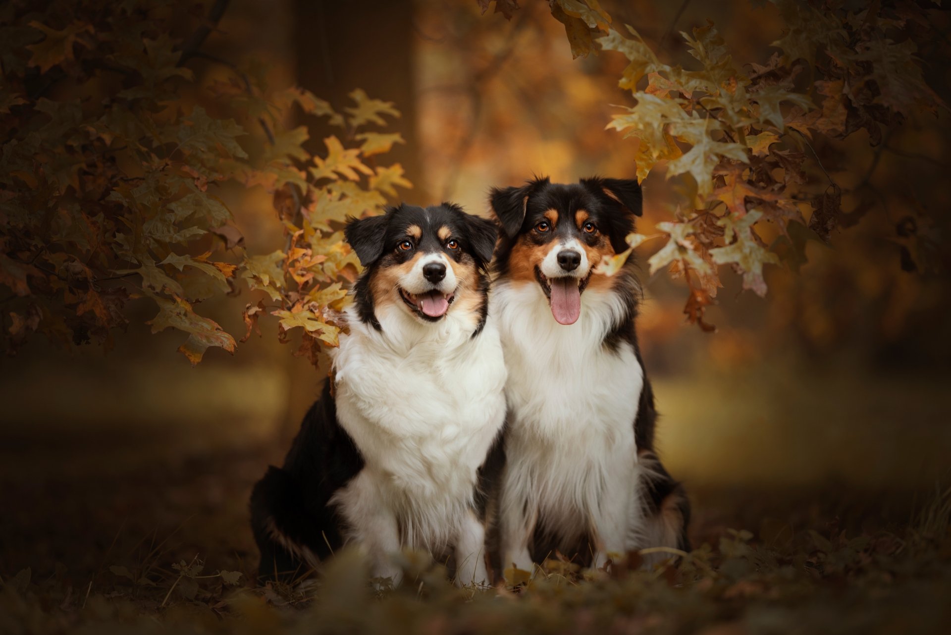 Download Animal Australian Shepherd 4k Ultra HD Wallpaper