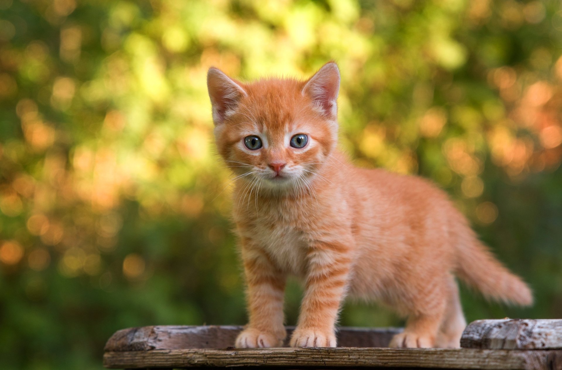 HD PC desktop wallpaper featuring a curious orange kitten standing on a wooden surface with a blurred natural background.