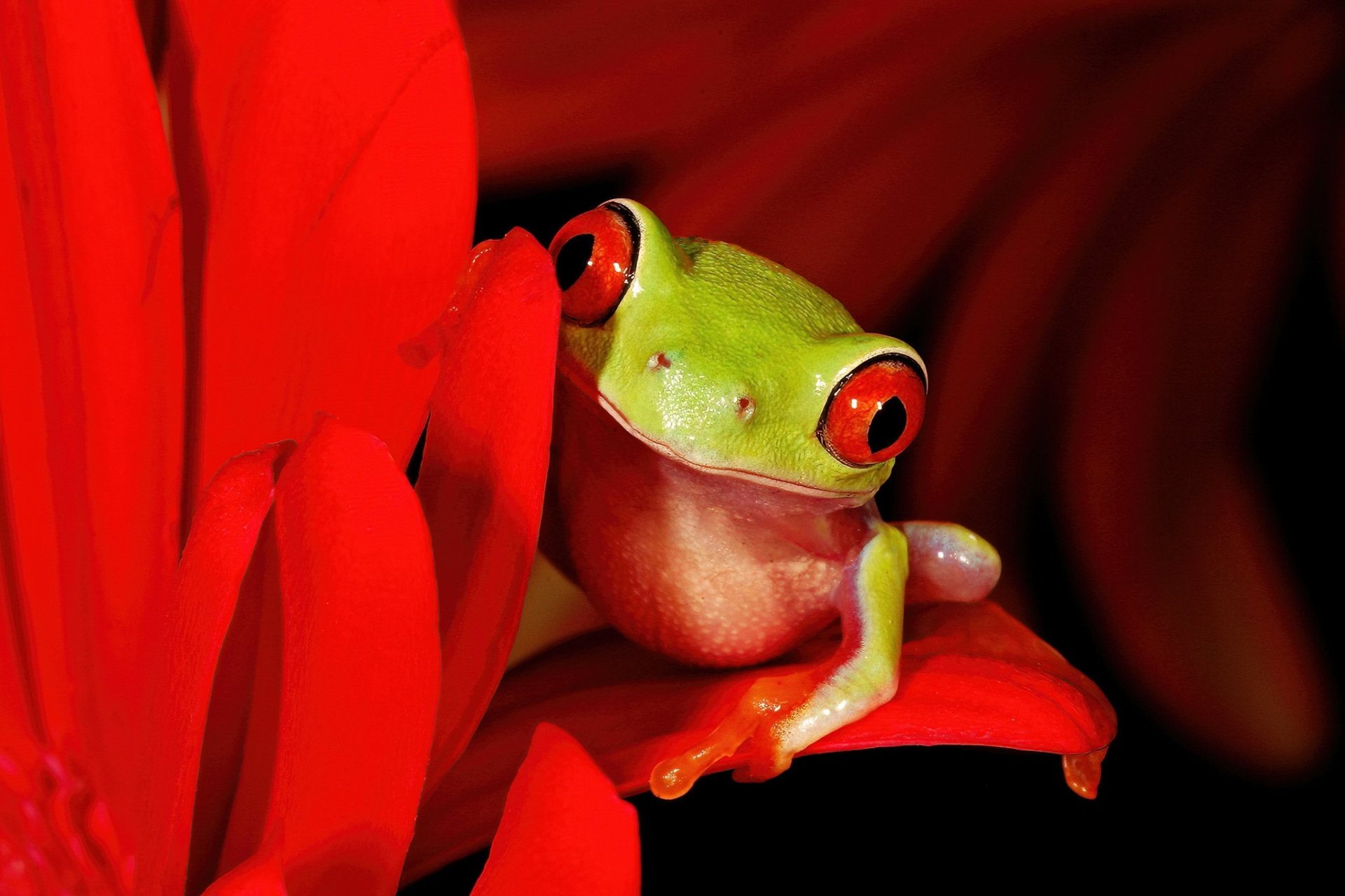 Download Animal Red-eyed Tree Frog Hd Wallpaper