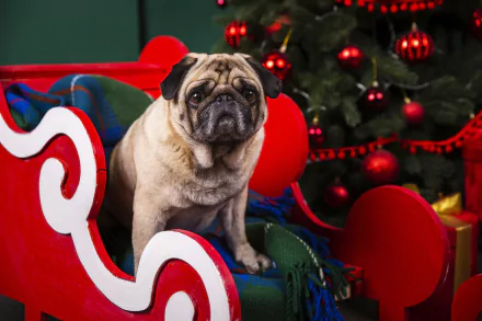 Animal pug HD Desktop Wallpaper | Background Image