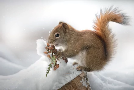 Animal squirrel HD Desktop Wallpaper | Background Image