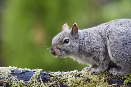 Animal squirrel HD Desktop Wallpaper | Background Image