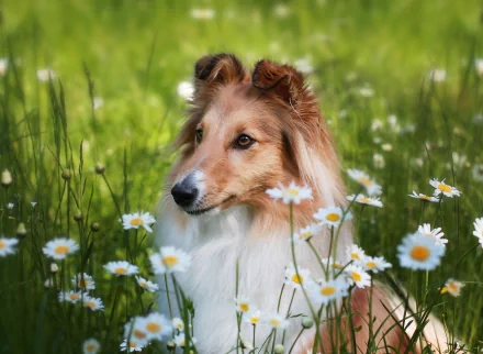 Animal shetland sheepdog HD Desktop Wallpaper | Background Image