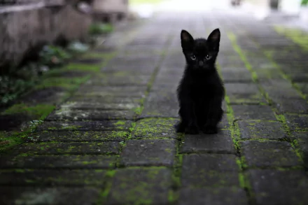 kitten Animal cat HD Desktop Wallpaper | Background Image