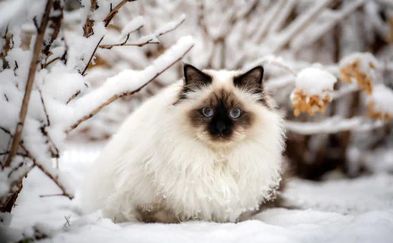 Ragdoll cat (animal) with piercing blue eyes and a fluffy white coat, dark mask, crouched in fresh snow — HD PC desktop wallpaper/background.
