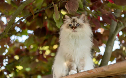 ragdoll Animal cat HD Desktop Wallpaper | Background Image