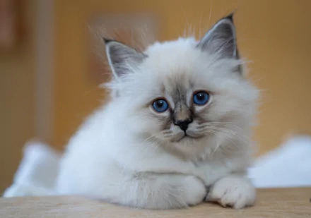 ragdoll Animal cat HD Desktop Wallpaper | Background Image
